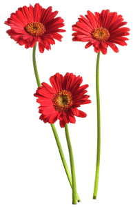 Red Gerbera Daisy Flowers PNG Image