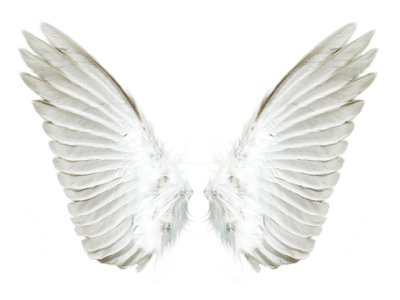 White Angel Wings Free PNG