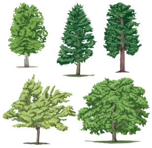 Five Green Trees Collection Free PNG