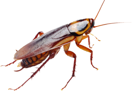 Cockroach Insect Free PNG