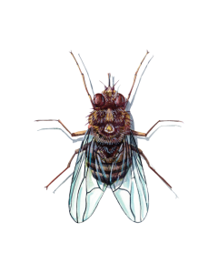 Fruit Fly Insect Illustration Transparent Background