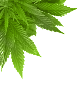 Green Cannabis Leaves Border Free PNG