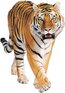 Fierce Bengal Tiger Walking Clipart