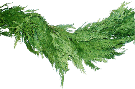 Pine Garland Christmas Greenery Transparent Background