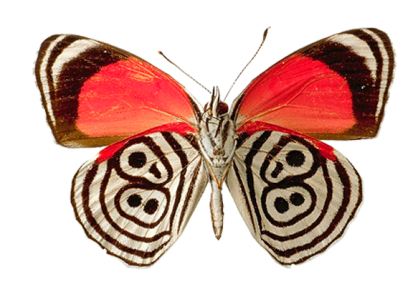 Eighty-Eight Butterfly Insect Clipart