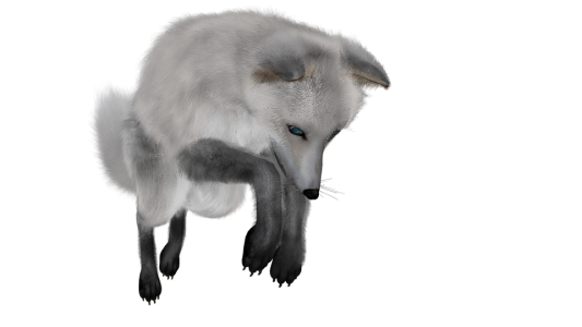 Arctic White Fox 3D Model PNG Image