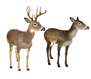 Two Deer Buck And Doe 3D Models Free PNG