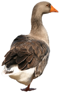 Greylag Goose Bird Clipart