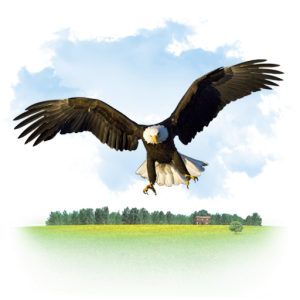 Bald Eagle Flying Over Green Field PNG Image