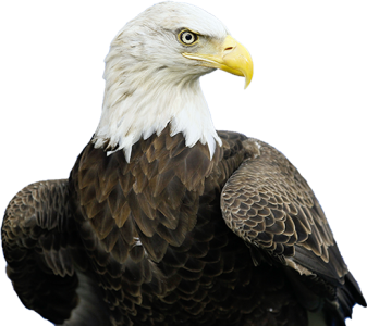 Bald Eagle Head Portrait PNG Image