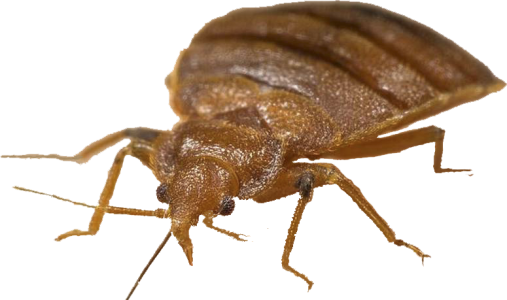Bed Bug Close Up Insect Free PNG