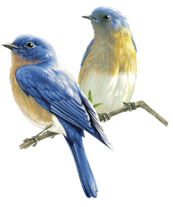 Two Bluebirds On Branch Illustration Transparent Background