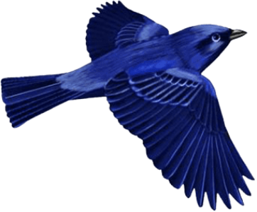 Flying Blue Bird Free PNG