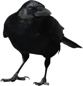 Black Crow Bird Clipart