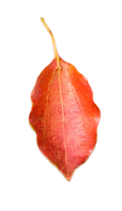 Single Red Autumn Leaf Photoshop Free PNG