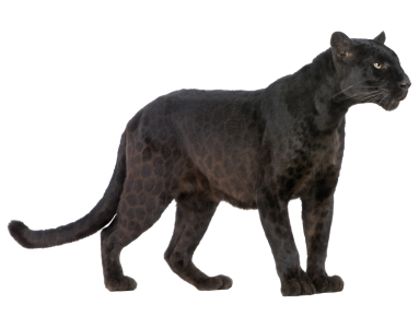 Standing Black Panther Animal Free PNG