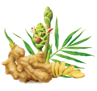Fresh ginger root green leaves PNG Image