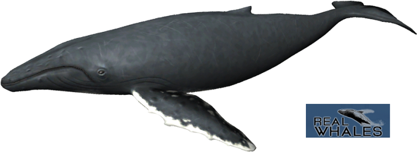 Blue Whale 3D Model Transparent Background