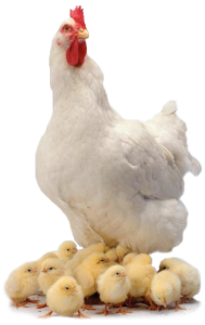 White Hen with Baby Chicks Transparent Background