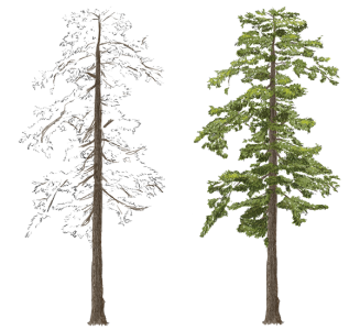 Tall Evergreen Pine Tree Sketch And Painting PNG Image