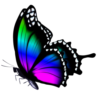 Colorful Beautiful Butterfly PNG Image