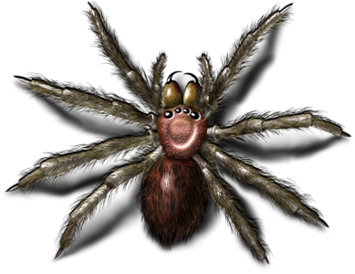 Scary Wolf Spider Tarantula PNG Image