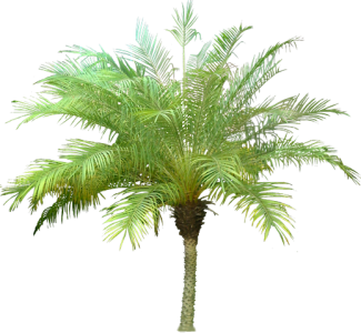 Tropical Green Palm Tree PNG Image