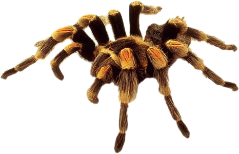 Hairy Tarantula Spider Clipart