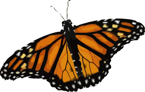 Monarch Butterfly Orange Illustration Free PNG