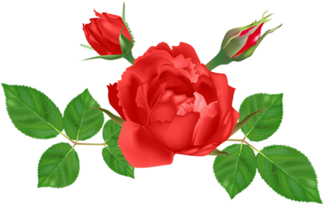 Three Red Roses Floral Clipart