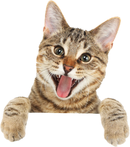 Cat PNG – Cute & Playful Transparent Images Download