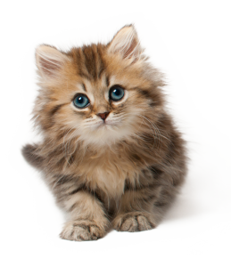 Cat PNG – Cute & Playful Transparent Images Download