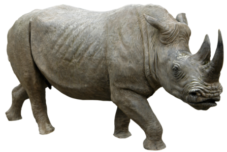 Rhino Walking Side View PNG