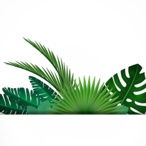 Arecaceae Leaf Palm branch, Leaf, leaf, palm Tree PNG Image File Free Download – Clickpng