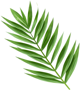 Palm Leaf, Palm branch PNG Image File Free Download – Clickpng