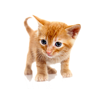 Cute Orange Tabby Kitten PNG