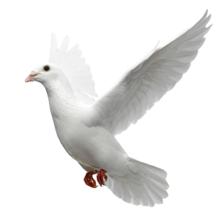 Beautiful White Dove In Flight Free PNG