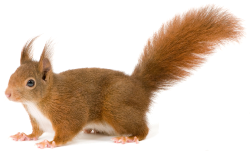 Cute Wild Red Squirrel Free PNG