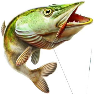 Jumping Pike Fish Transparent Background