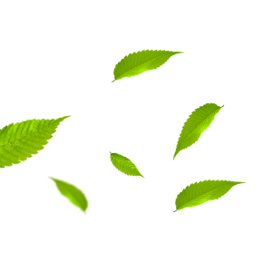 Green leaves, Leaf, Leaves PNG Image File Free Download – Clickpng