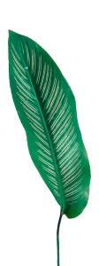 Tropical Green Calathea Leaf Clipart