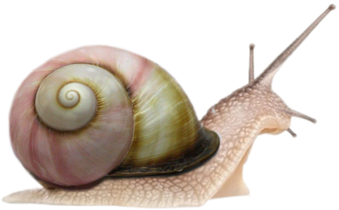 Snail Clipart Free PNG Download Image