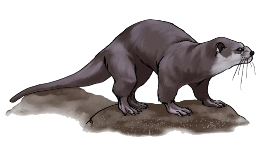 Realistic Otter Illustration Free Download PNG