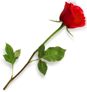 Beautiful Red Rose Stem Free PNG