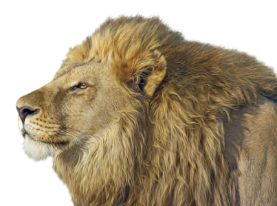 Lion Head Profile Portrait PNG Image