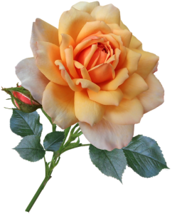 Yellow Orange Rose Flower Free PNG