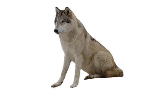 Grey Wolf Sitting Illustration Free PNG
