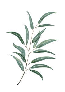 Green leaf branch, leaf PNG Image File Free Download – Clickpng