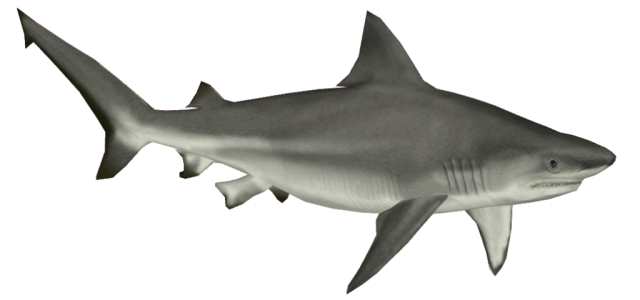 Great White Shark Clipart