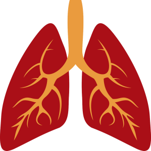 Simple Human Lungs Diagram Transparent Background